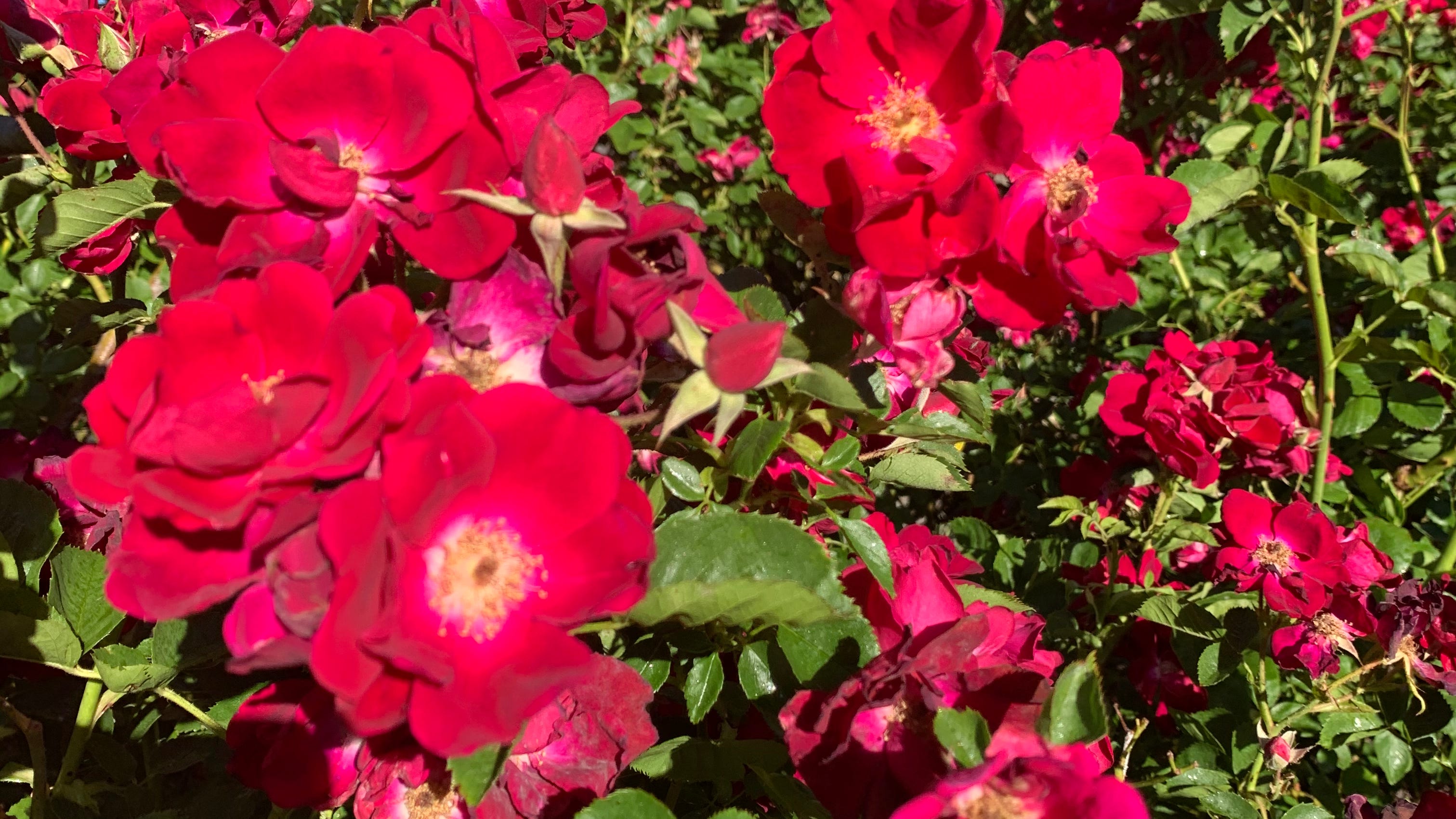 Now That The Roses Have Finished Blooming Now That The Roses Have Finished Blooming
