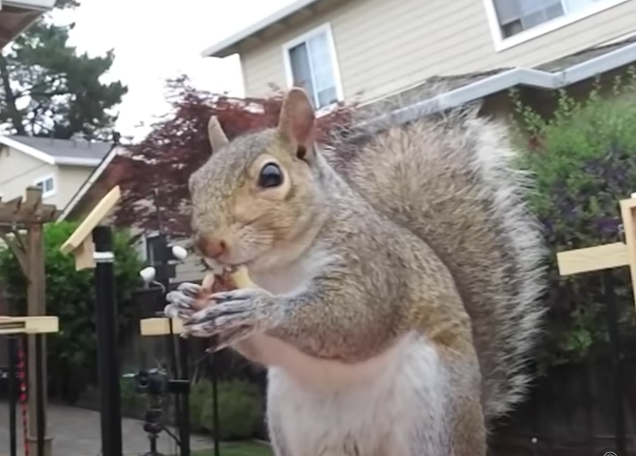 YouTube star Mark Rober's quarantine bird watching was pleasantly hijacked by acrobatic squirrels. His "Building the Perfect Squirrel Proof Bird Feeder" video turns into an ode to athletic critters.