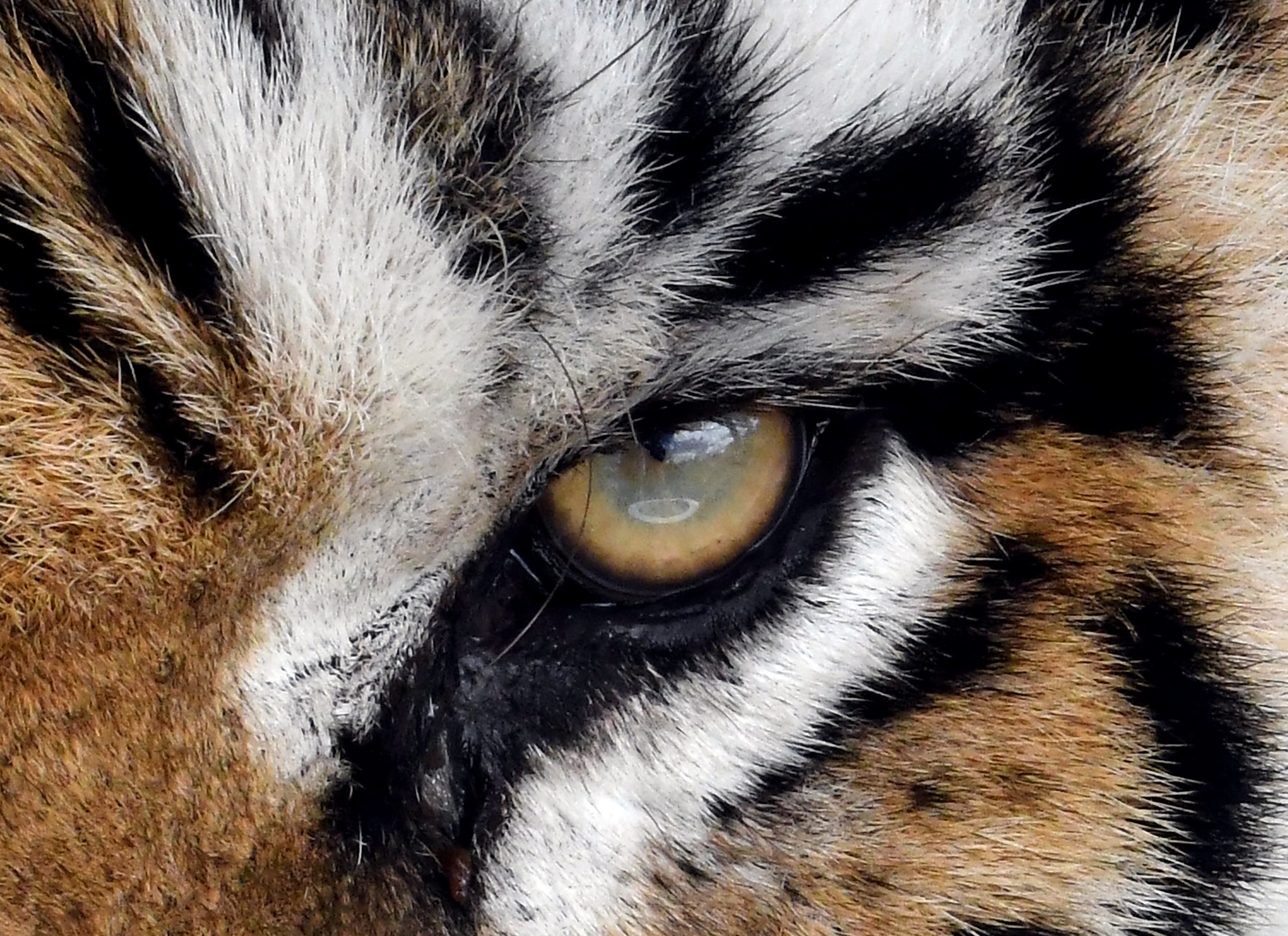 tiger for sale in florida