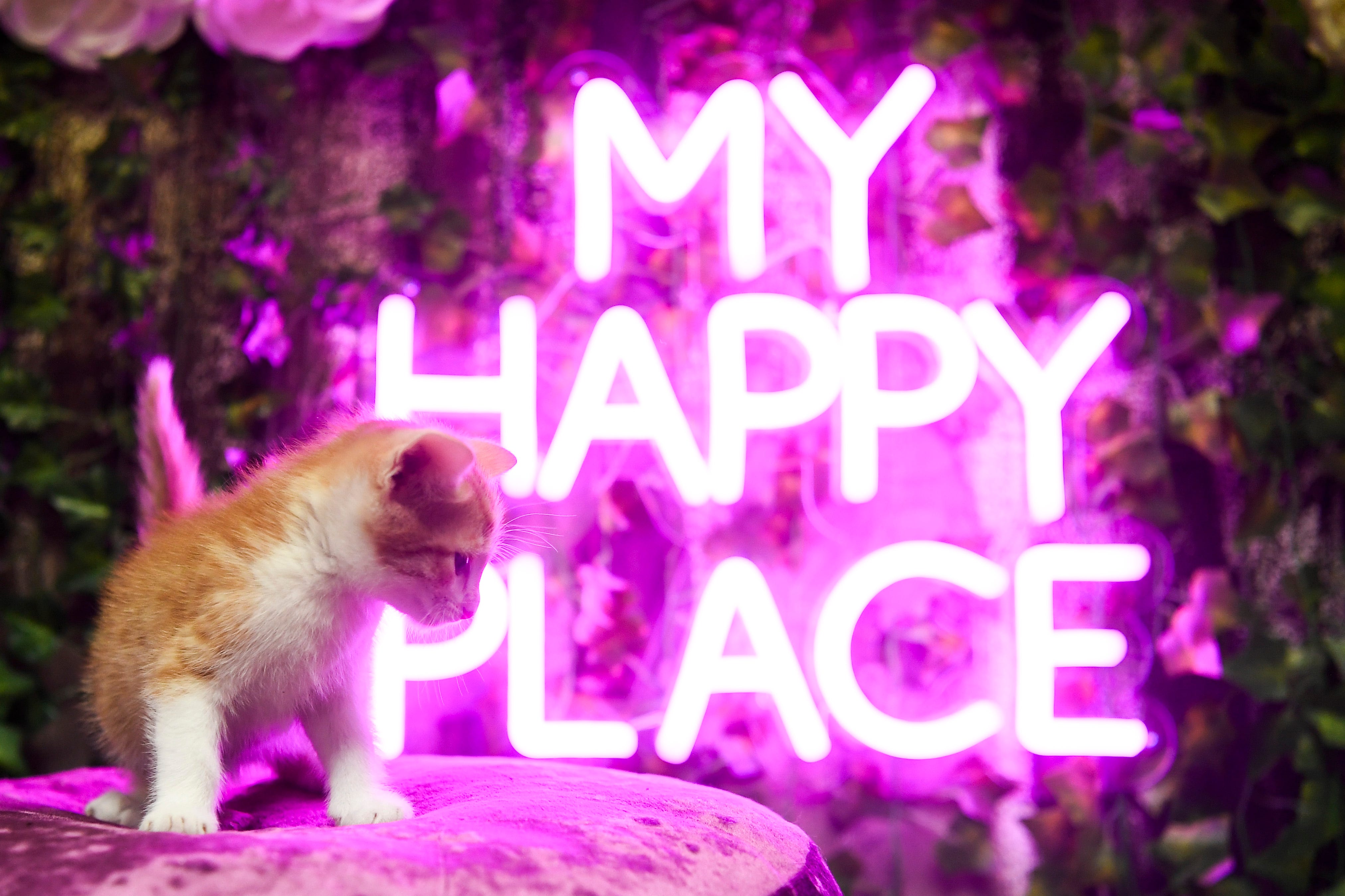 Scruffy's Cafe, Knoxville's first cat cafe, is a haven