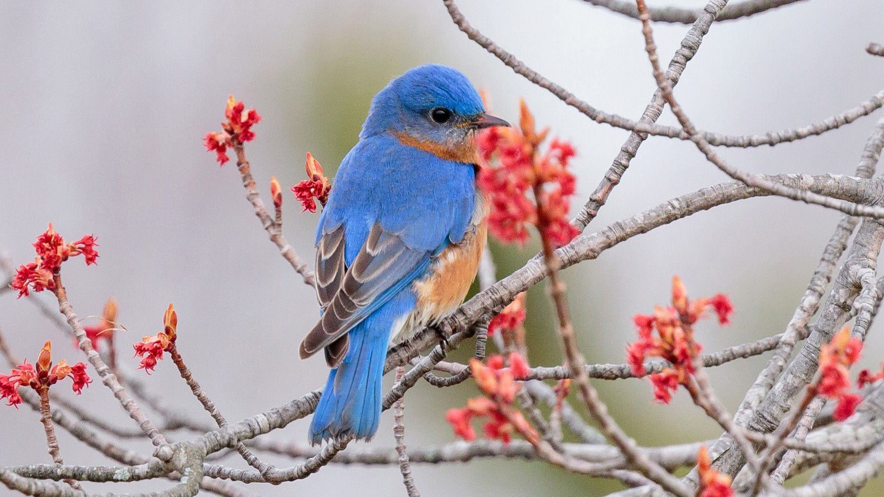 Bluebirds - Bringing Color and Song to Backyards and Conservation Efforts