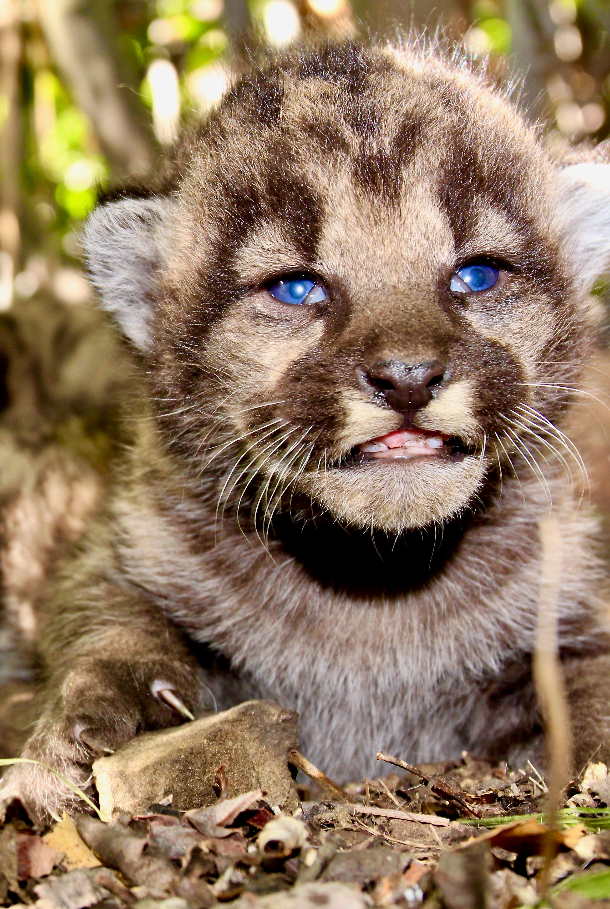 3 Mountain Lion Cubs Born In Santa Monica Mountains