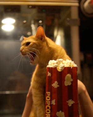 Paws--er, pause--for some popcorn and tune in to the Quarantine Cat Film Festival, premiering virtually June 19.