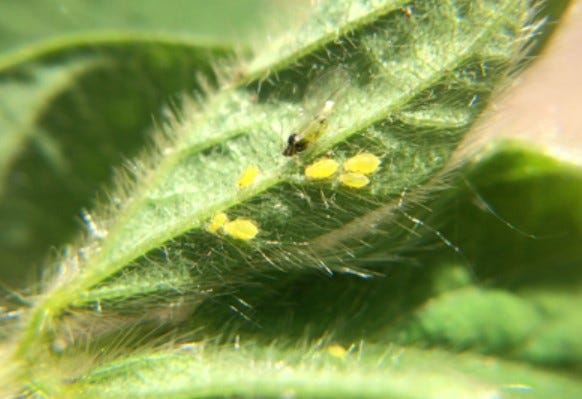 End of season spray decisions for soybean aphids and other pests need not be made on the spot.