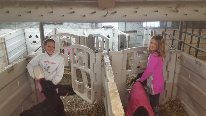 Allison Marti, 12, and Chloe Marti, 8, work on their family's dairy farm.
