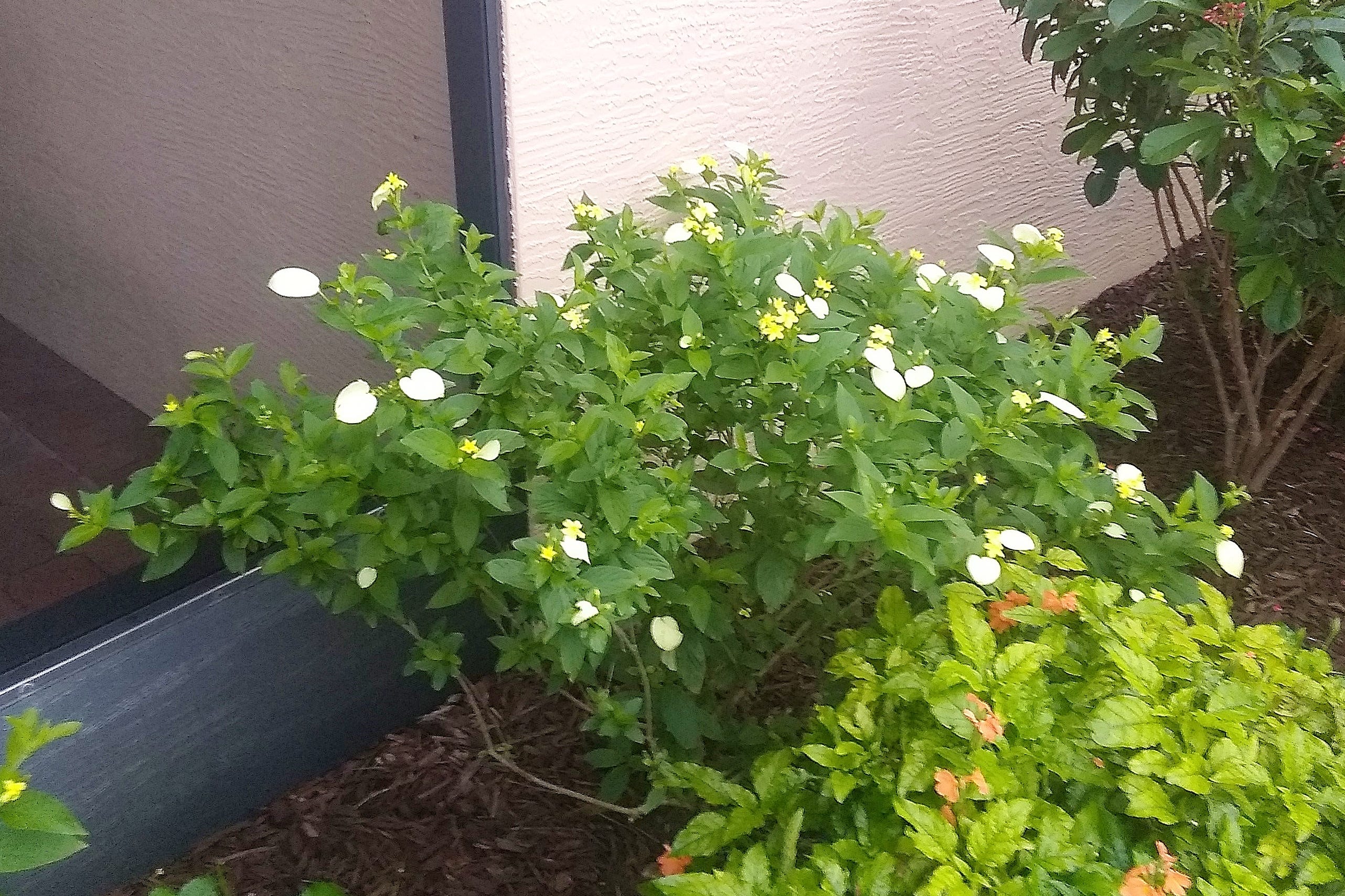 Gardening In Florida Dwarf Mussaenda For South And Central Florida Gardens