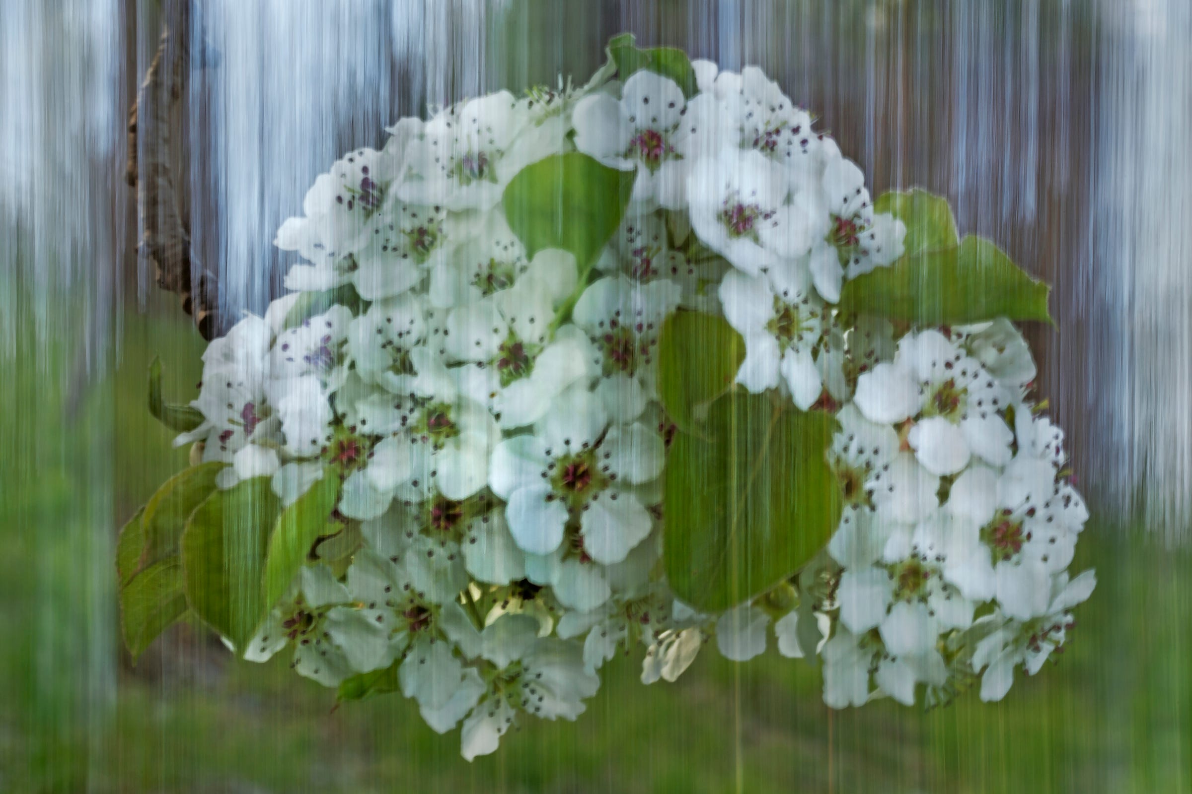 A tree flowering in white stands on Belle Isle in Detroit, Michigan on Monday, May 4, 2020. This single photograph was made with a shutter speed of 30 seconds. The photographer used a leather cover held over the front of the lens, lifting it briefly to expose multiple scenes.