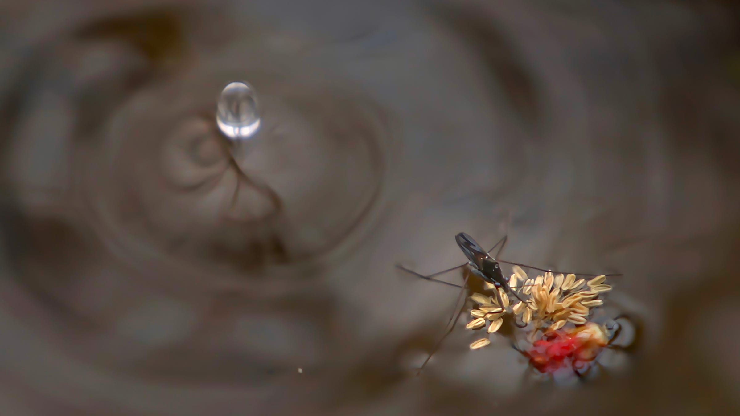 A water strider clings to plant matter during a rainstorm at Bald Mountain Recreation Area in southeastern Michigan on Wednesday, April 29, 2020. The state land in Oakland County features inland lakes and forested, rolling hills.