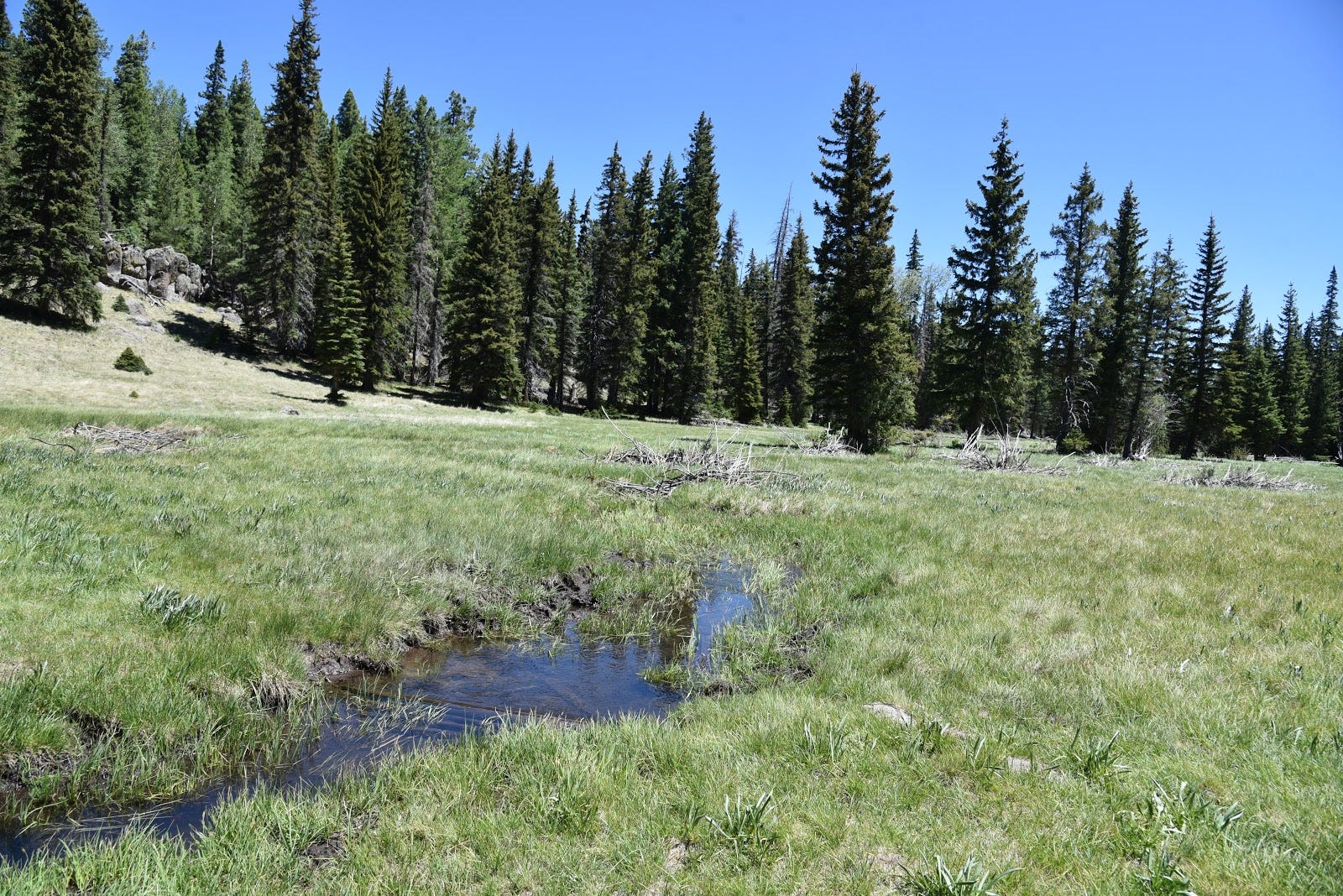 Mount Baldy, AZ, hike White Mountains, meadows, summer flowers