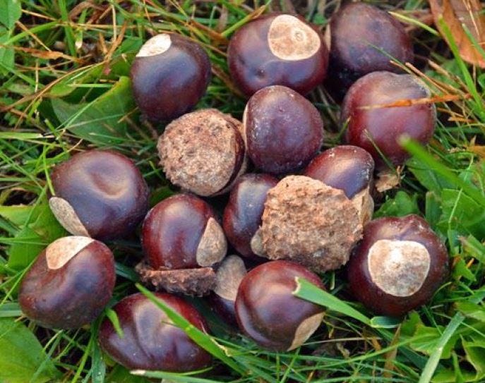 Buckeye tree has special meaning for this couple