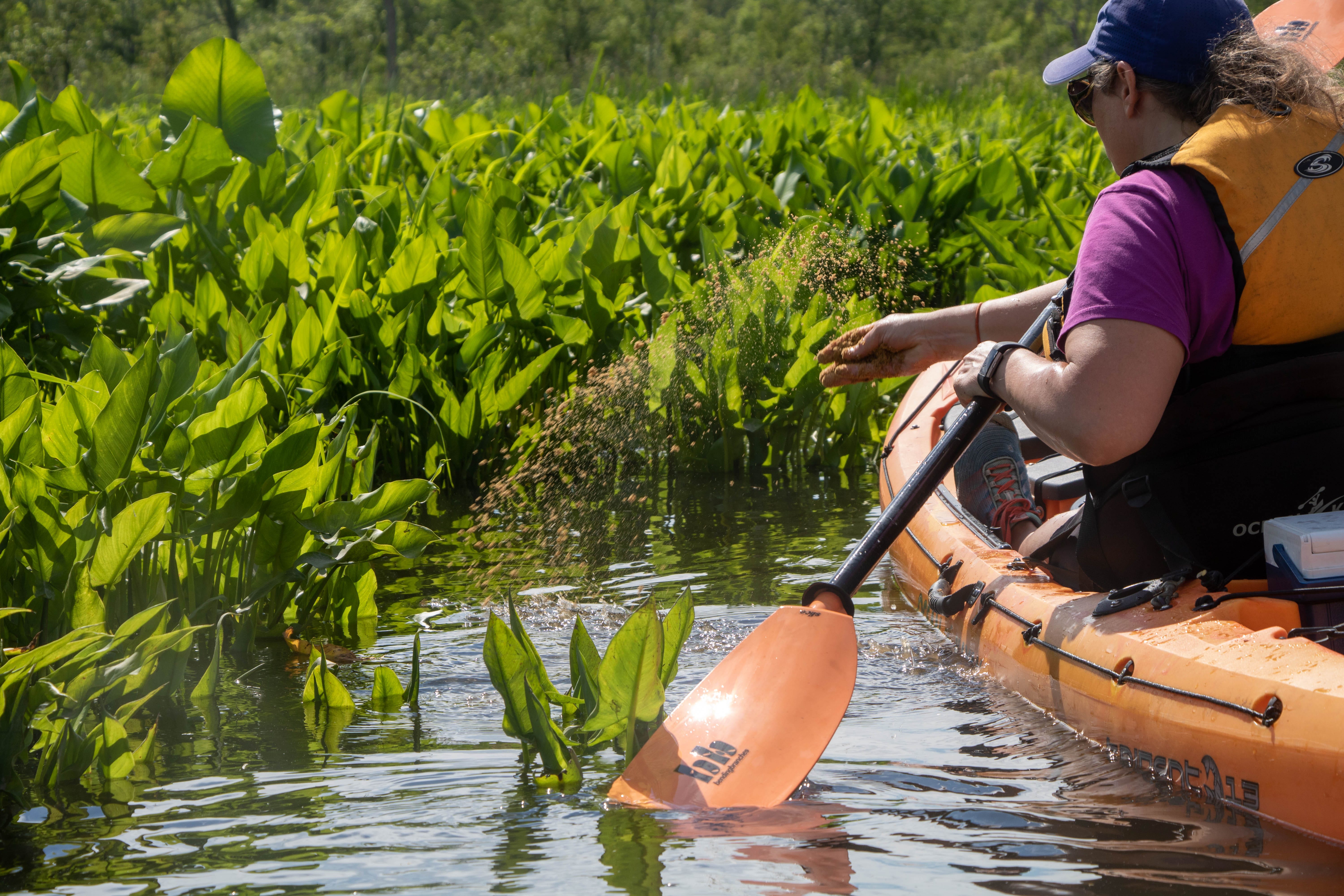 Introducing wild celery to Nanticoke hopes to improve river health