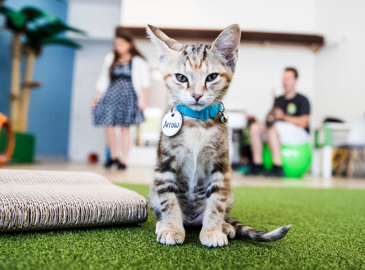 Fort Myers cat  cafe  Cattyshack opens at Gulf Coast Town Center