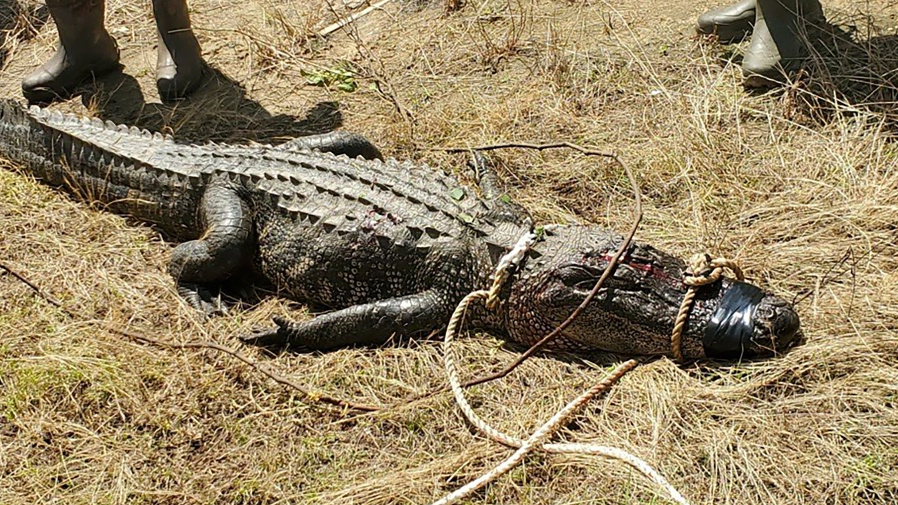 Download Mississippi Man Bitten By Alligator That Gave No Warning For iPhone Free Wallpaper Mississippi Man Bitten By Alligator That Gave No Warning Free