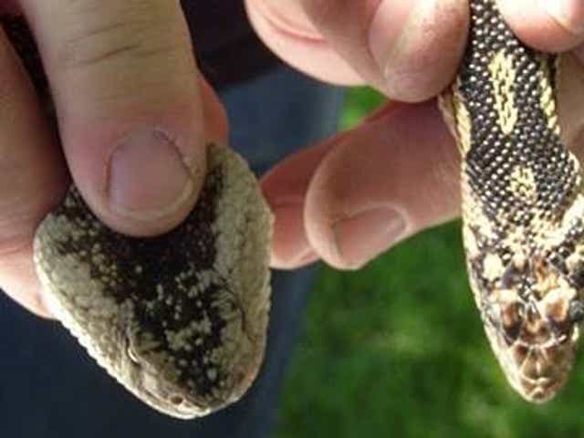 How To Handle Living In Northern Nevada S Rattlesnake Country