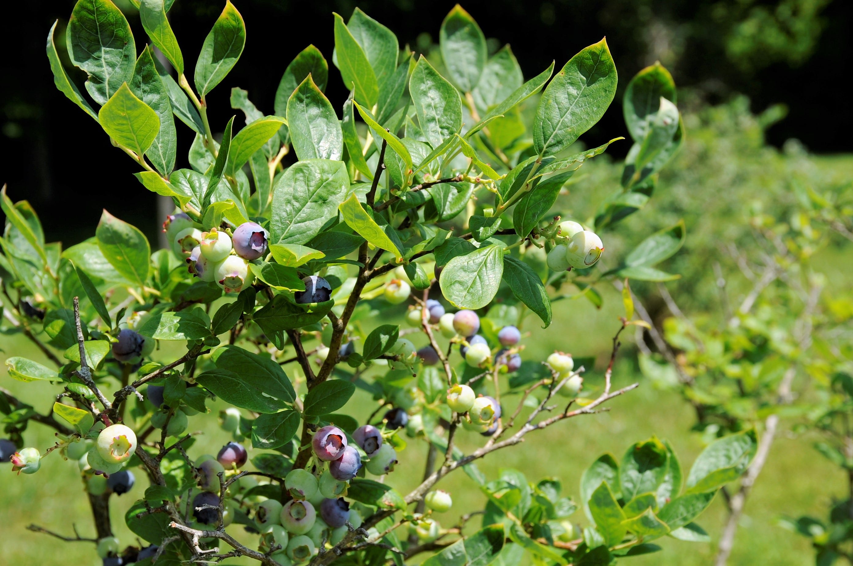 Test soil before planting blueberries. You'll likely need to lower the pH.