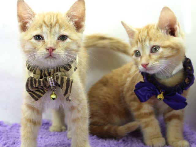 Cat Cafe Kentucky Humane Society Hold Curbside Kitchen Shower