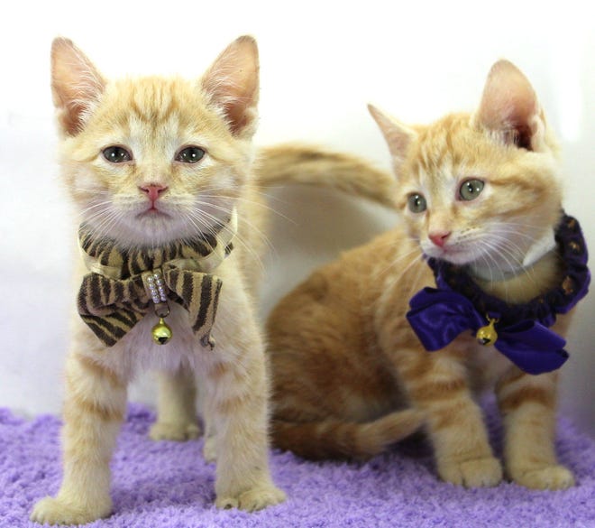 Cat Cafe Kentucky Humane Society Hold Curbside Kitchen Shower