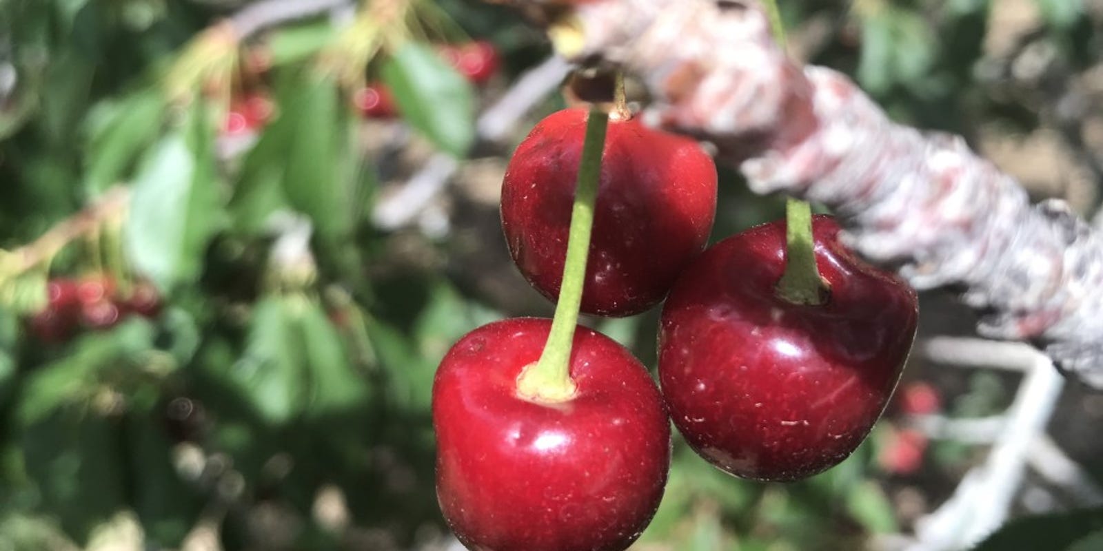 Cherry picking season kicks off strong in New Mexico amid coronavirus