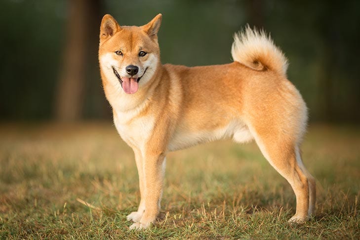 The Shiba Inu, a Japanese hunting dog 