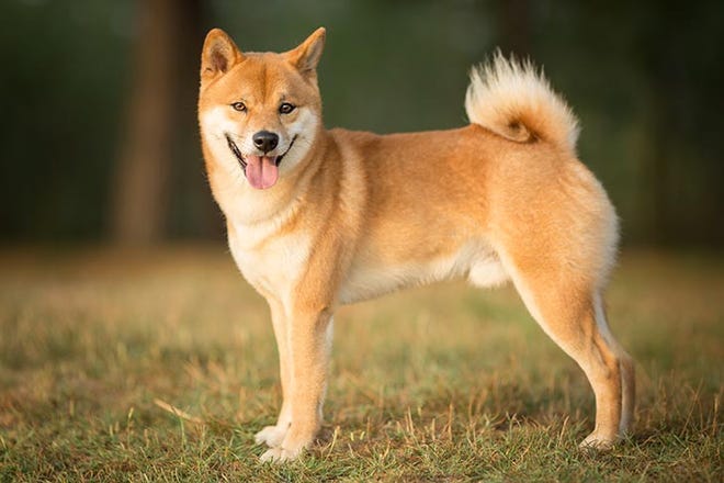 A Shiba Inu, a Japanese breed of hunting dog, was found dead and with its mouth taped shut in Cape Coral. A Fort Myers man has been charged.