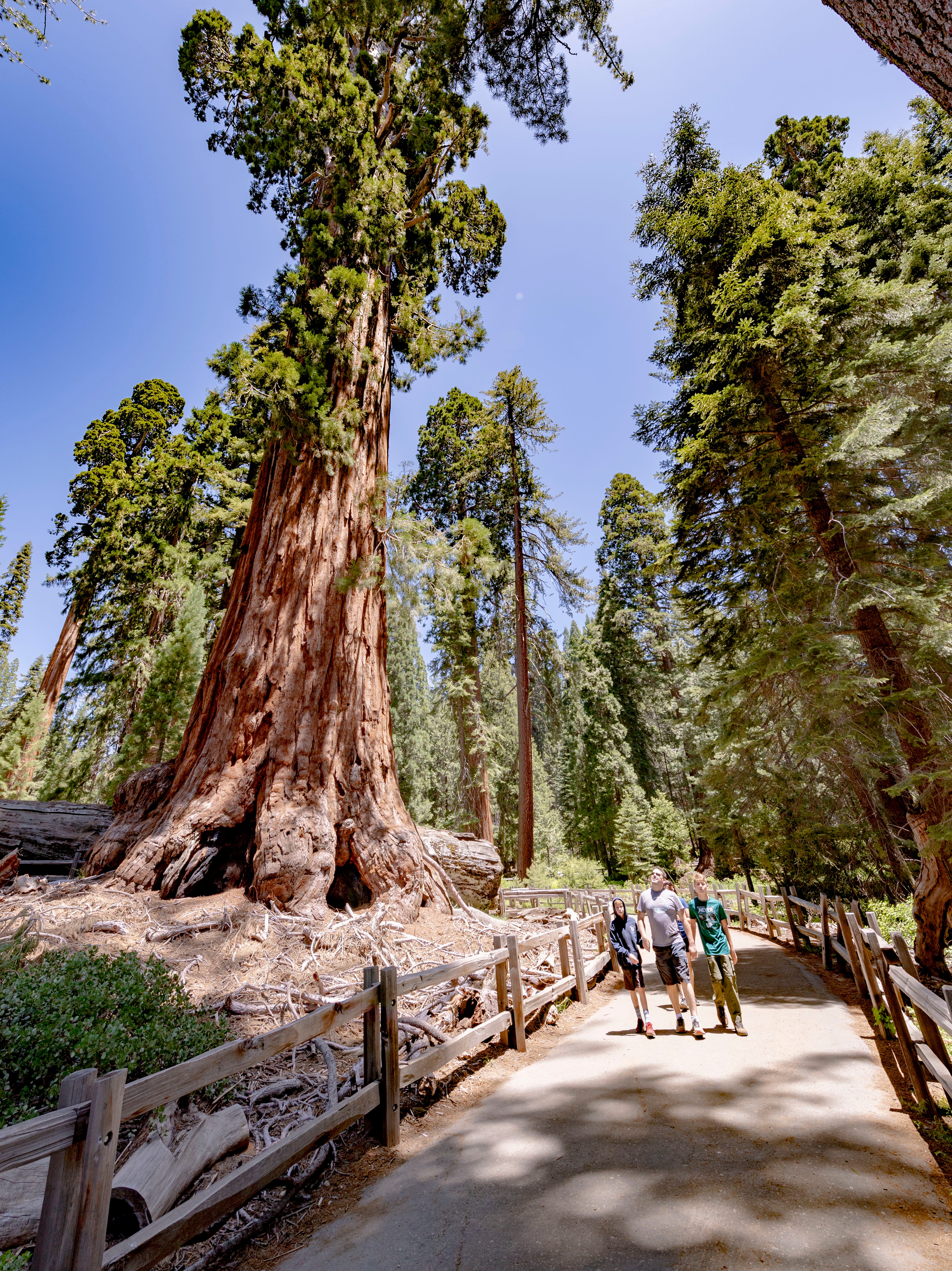 Sequoia, Kings Canyon to remove mentions of General Lee tree