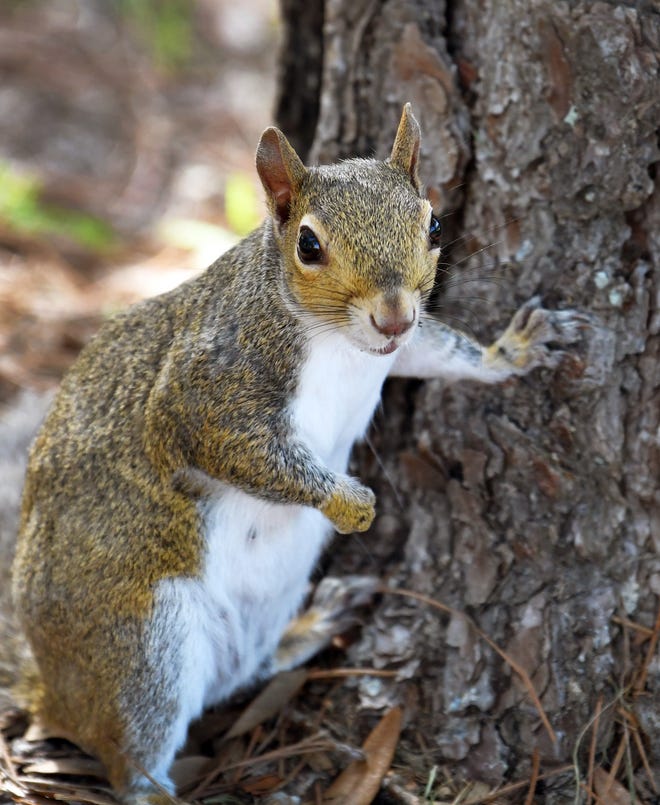 Squirrels can be fun to watch, but if fed, they can become destructive