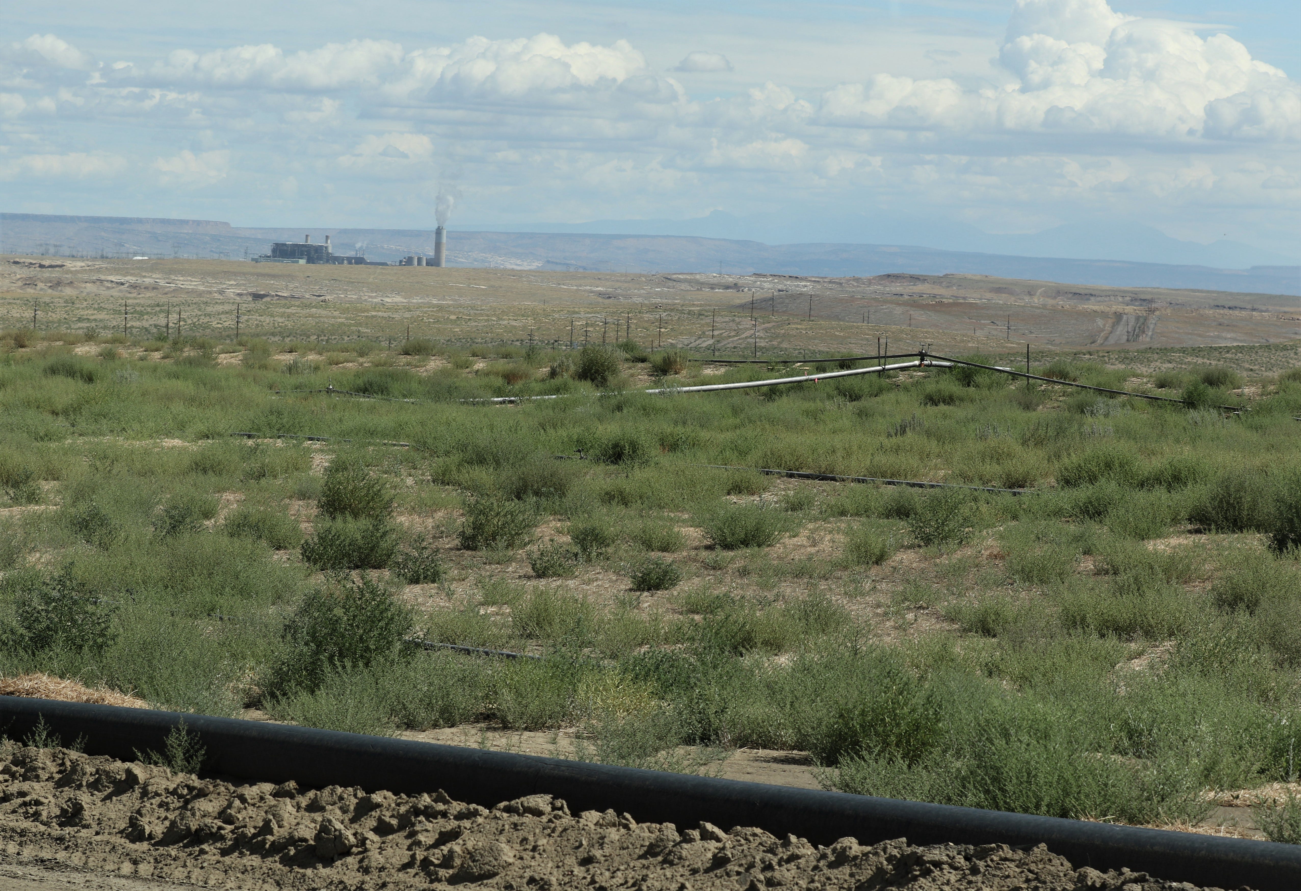 A recently seeded area at Navajo Mine is pictured Aug. 1, 2019. The Four Corners Power Plant is in the background.