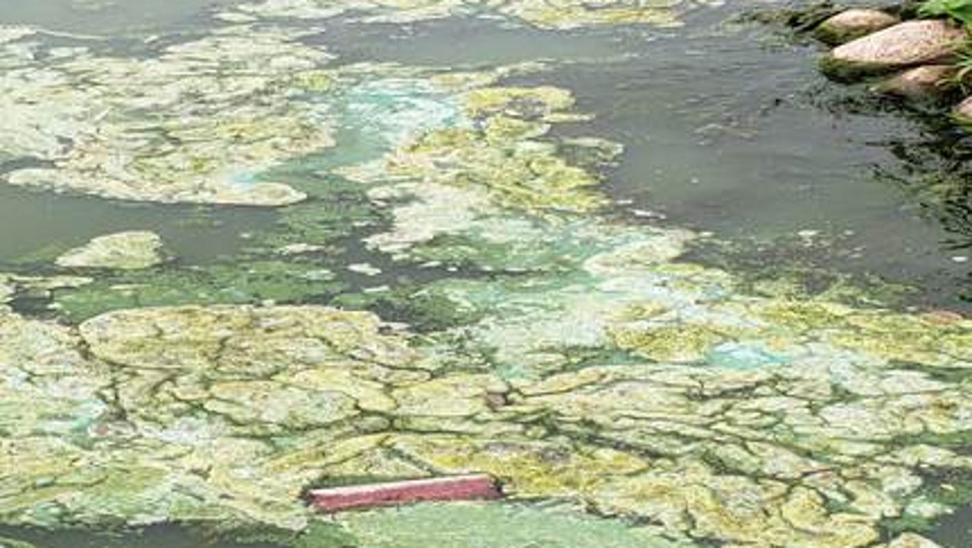 Manitowoc outdoors: Blue-green algae poses risk on Wisconsin waters - Herald Times Reporter