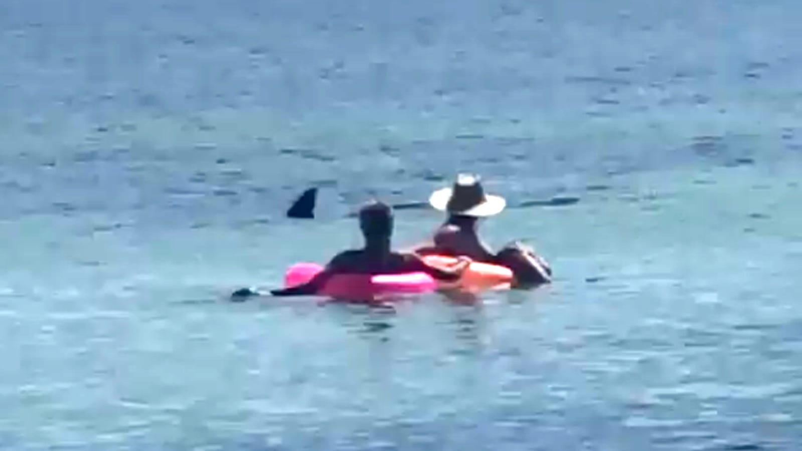 Image result for shark near swimmers