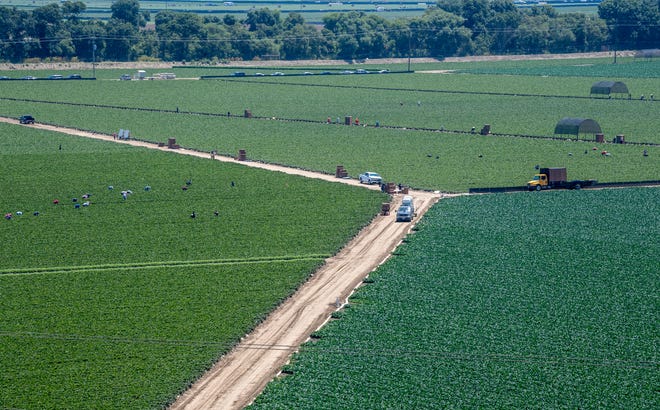Farmworkers pick strawberries close together near Reservation Road in Salinas, Calif. amid a spike in COVID-19 cases in June 2020.
