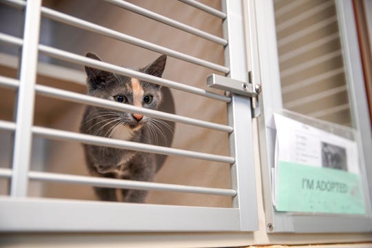 Montgomery County Animal Shelter Kitten Season Returns