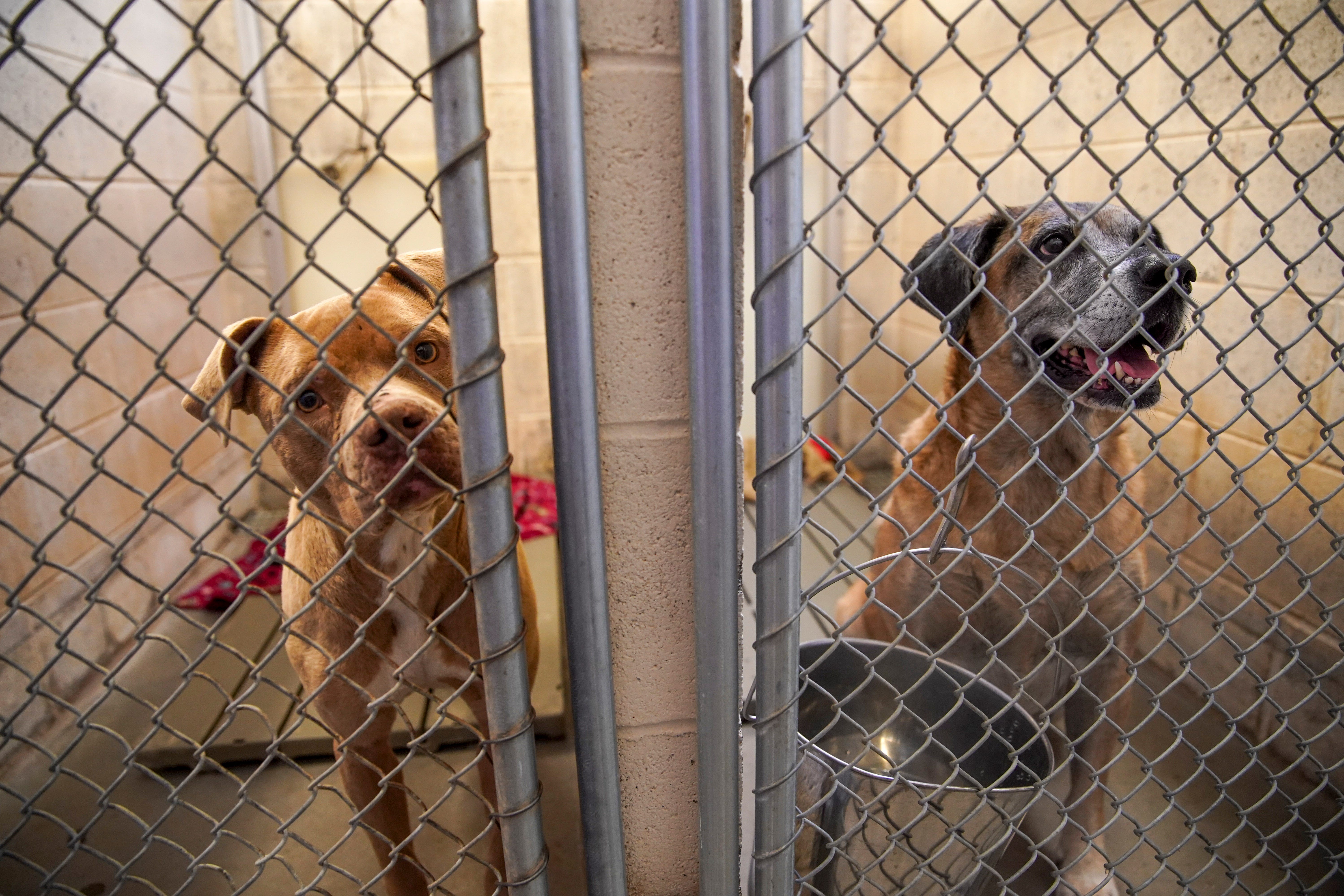 montgomery county shelter dogs