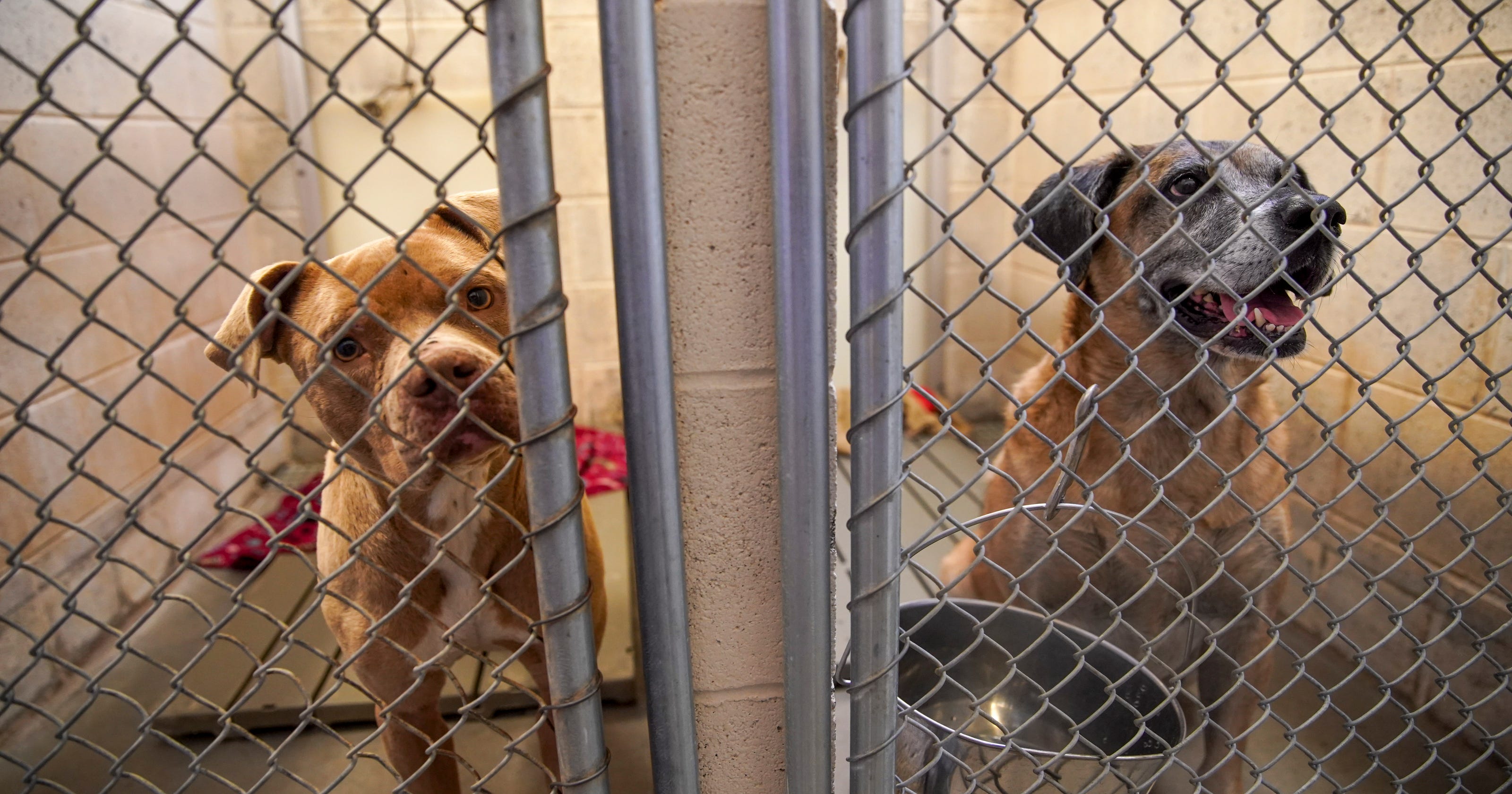 Montgomery County searching for new animal shelter site after setback