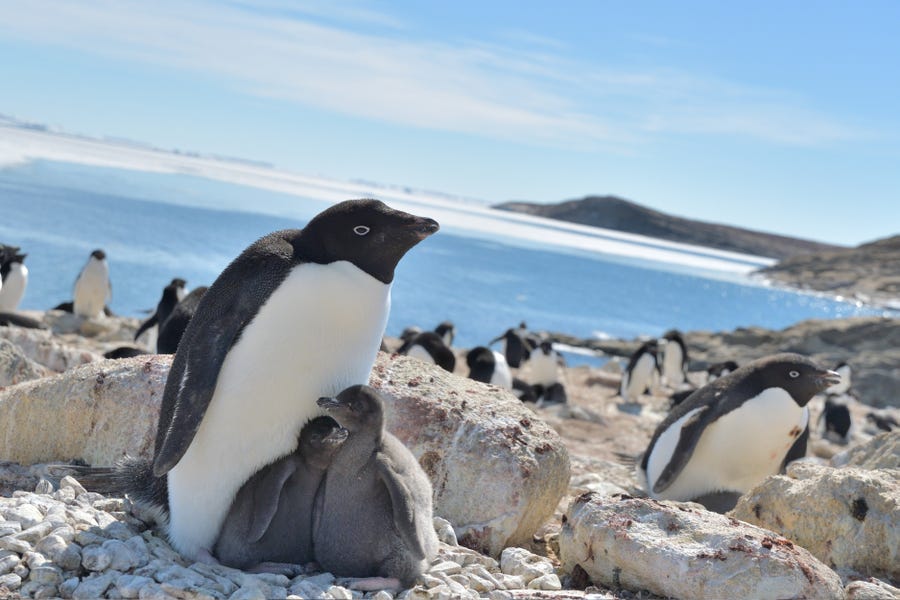 Adélie penguins in Lützow-Holm Bay, Antarctica, enjoy easy access to food and increased body weight and breeding success in ice-free summers.