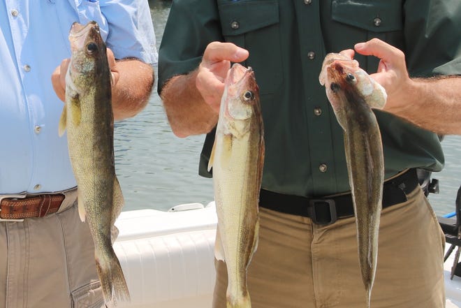 The Ohio Department of Natural Resources Division of Wildlife strictly regulates the daily fishing limit of six walleye from Lake Erie and continues to investigate reports of poachers visiting from out of state.