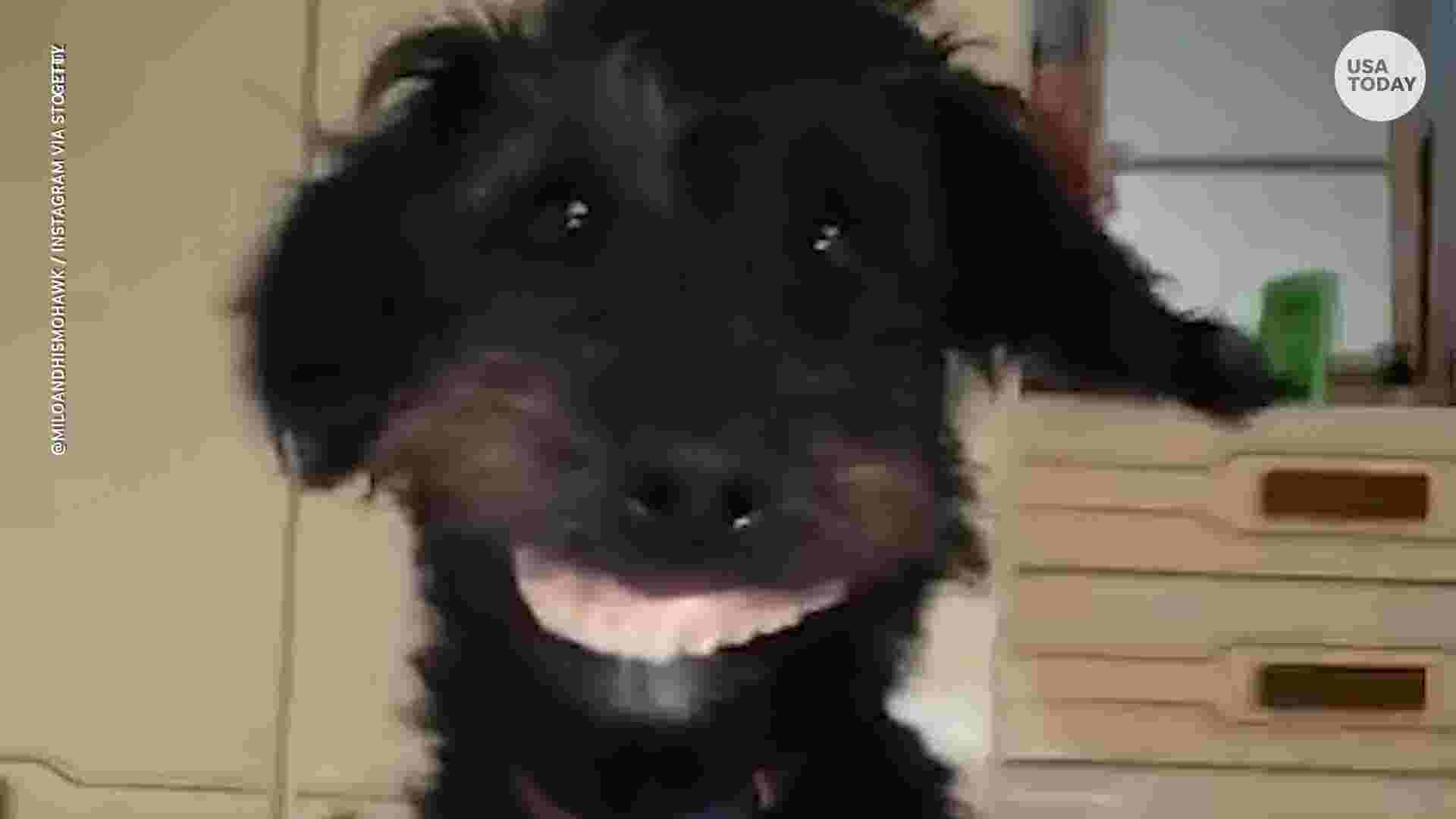 Dog steals dentures and hilarity ensues