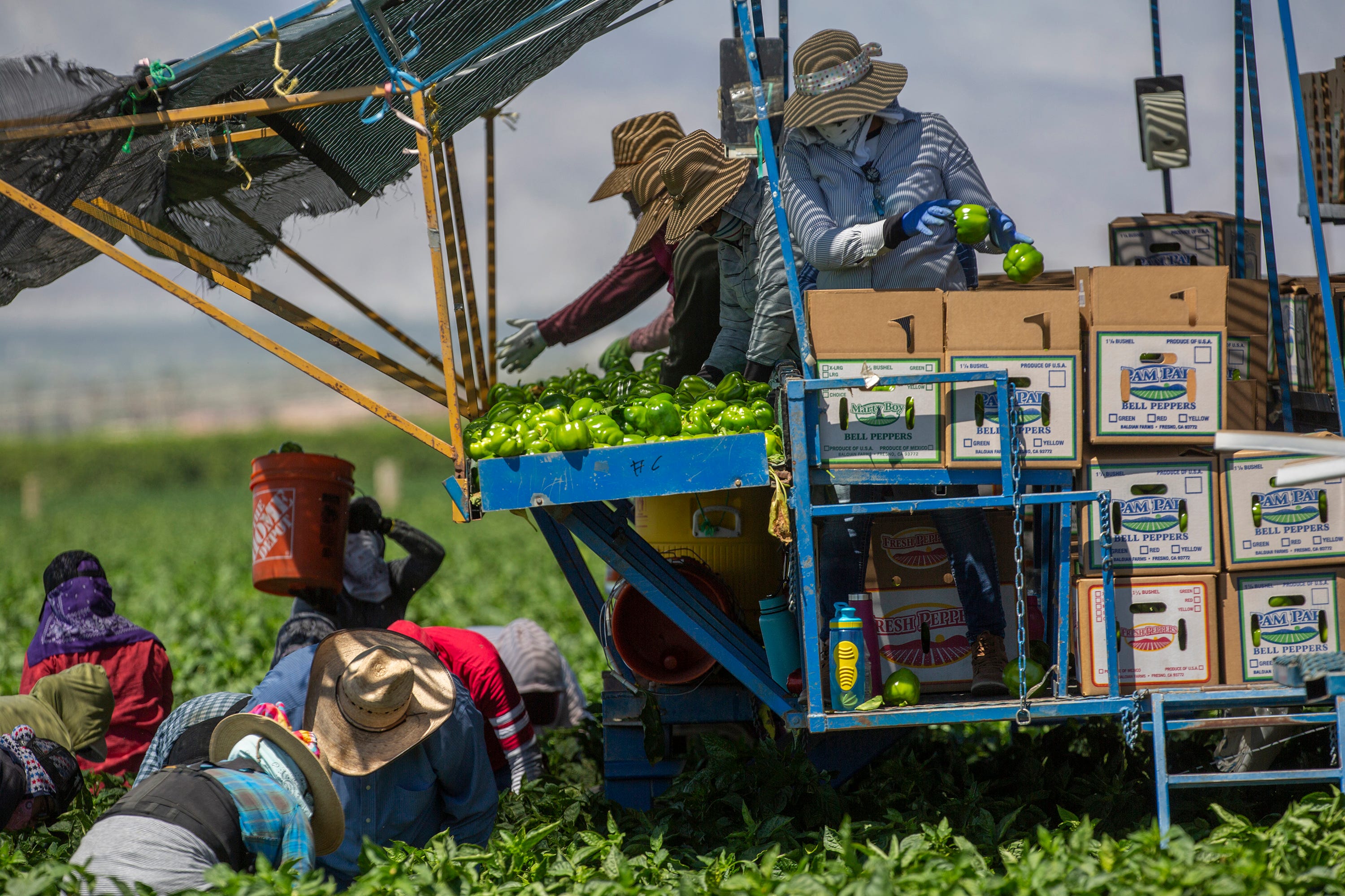 Farmworkers pick chiles in Mecca, Calif., in late April. They work in close proximity despite COVID-19.