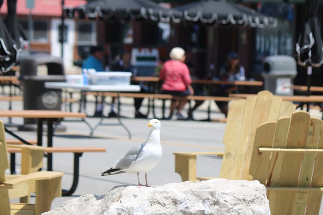 A seagull perched on a rock takes in the sights and sounds of downtown Port Clinton.