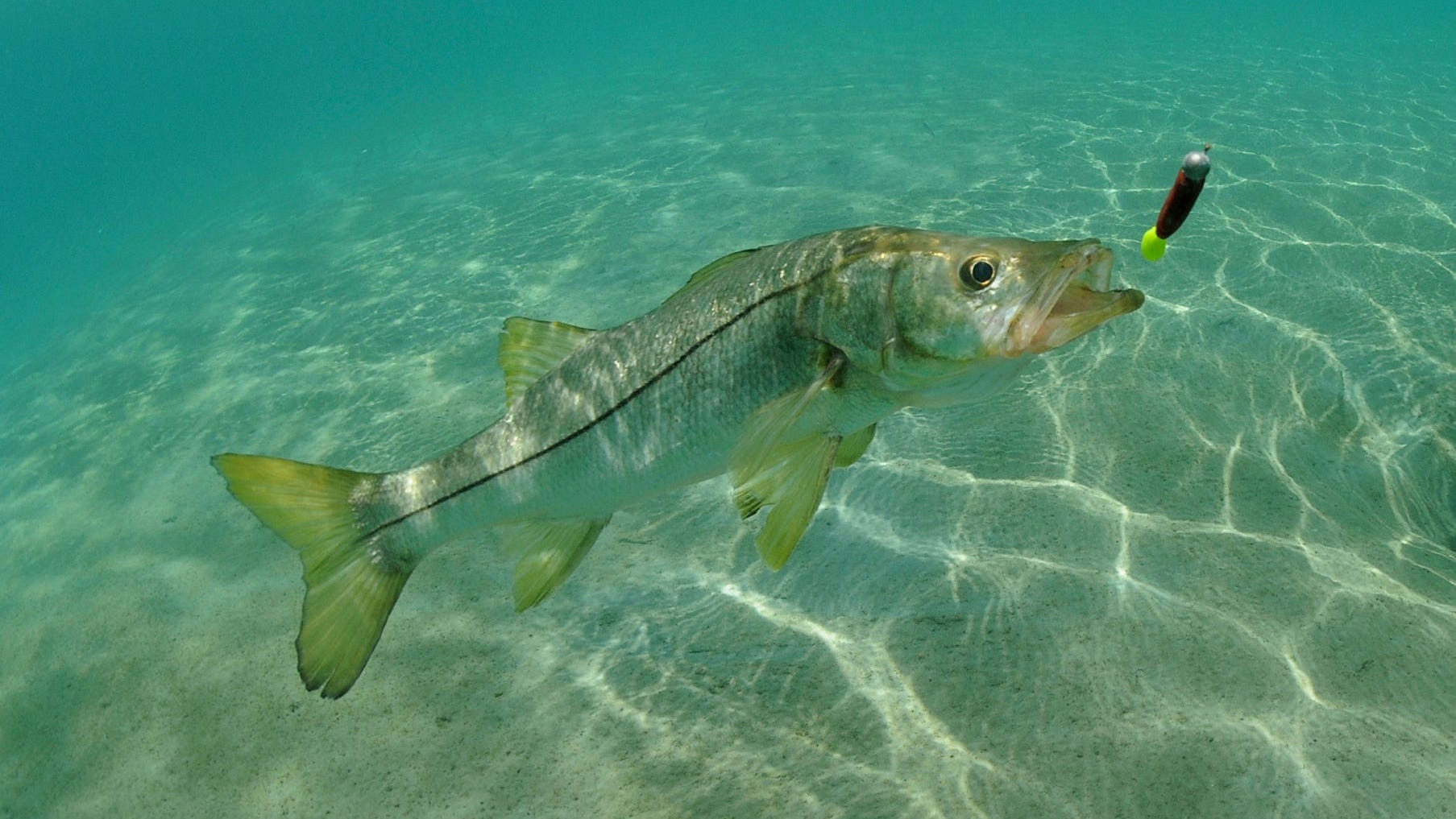 Snook season opened Sept. 1, review the measurement guidelines