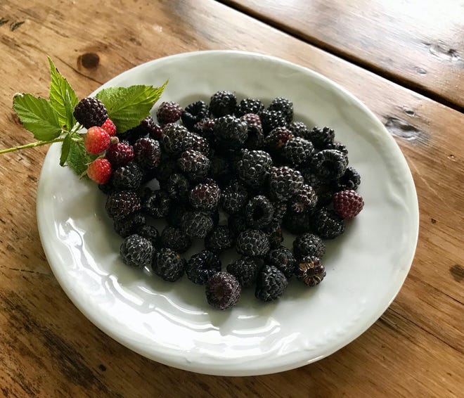 Where to find and how to use Wisconsin black raspberries