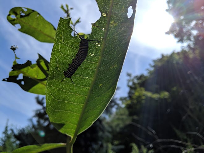 Monarch caterpillar.