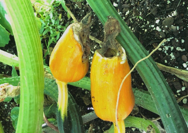 Here S Why The End Of Your Baby Squash Is Turning Brown Here S Why The End Of Your Baby Squash Is Turning Brown
