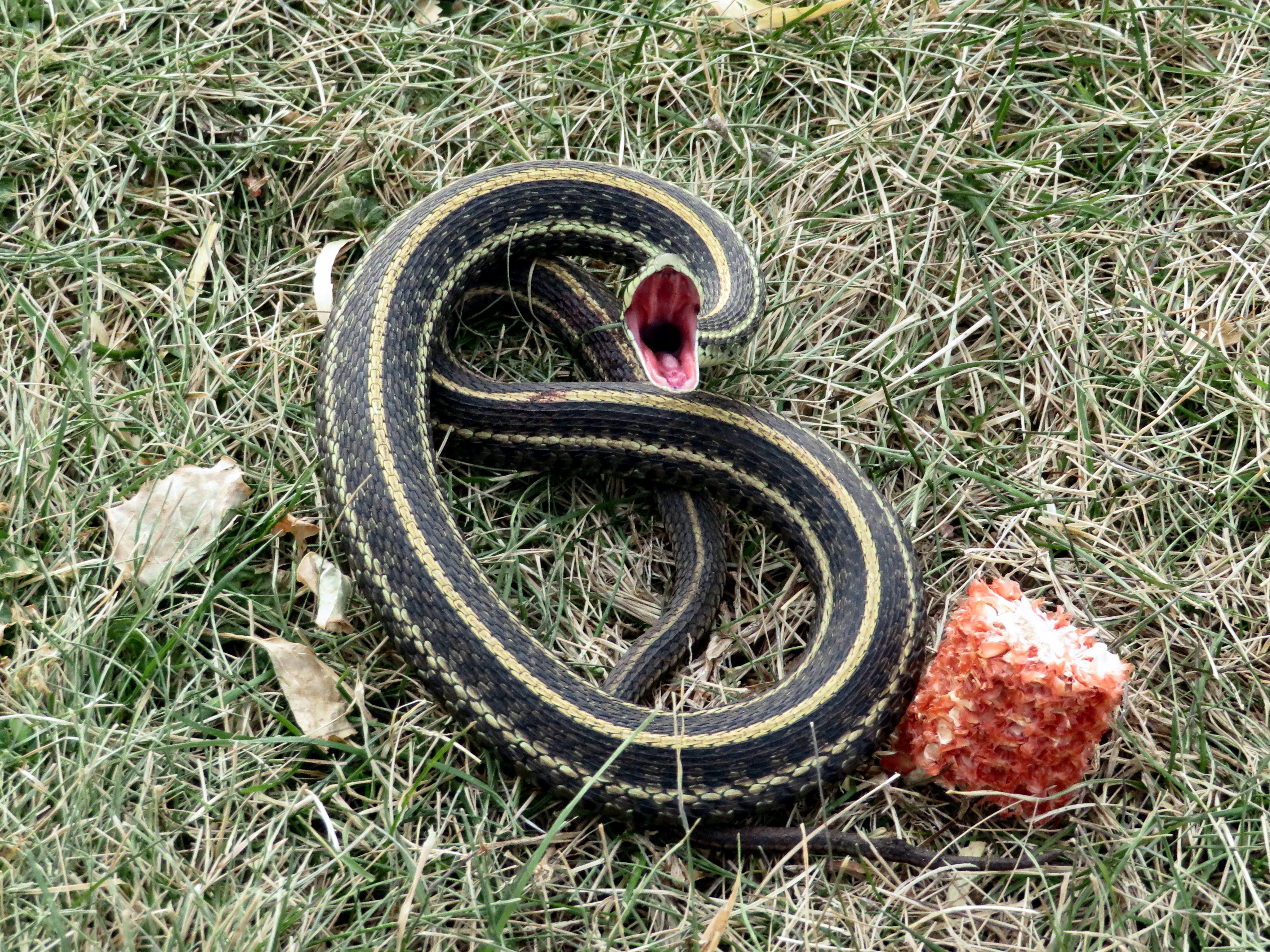 Garter snake sighting invokes childhood memories