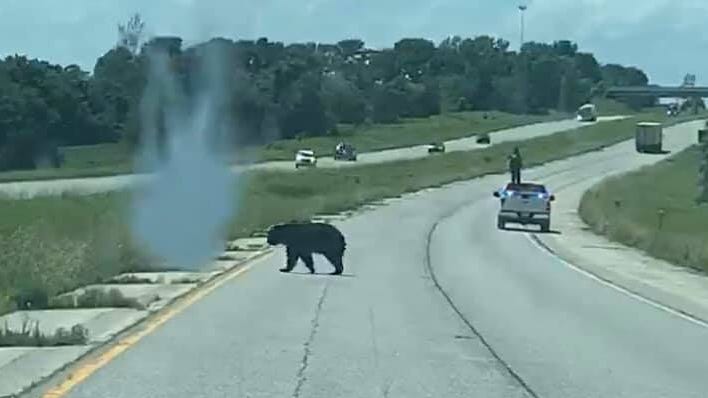 A black bear is gaining national attention for his summer walkabout that has taken him from Wisconsin to Illinois, perhaps in search of a mate. The 