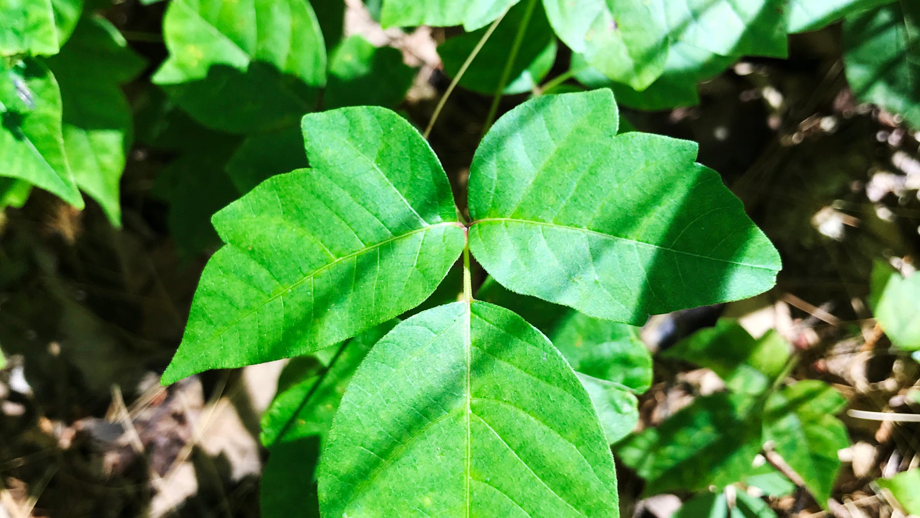 Is Climate Change Making Poison Ivy Worse