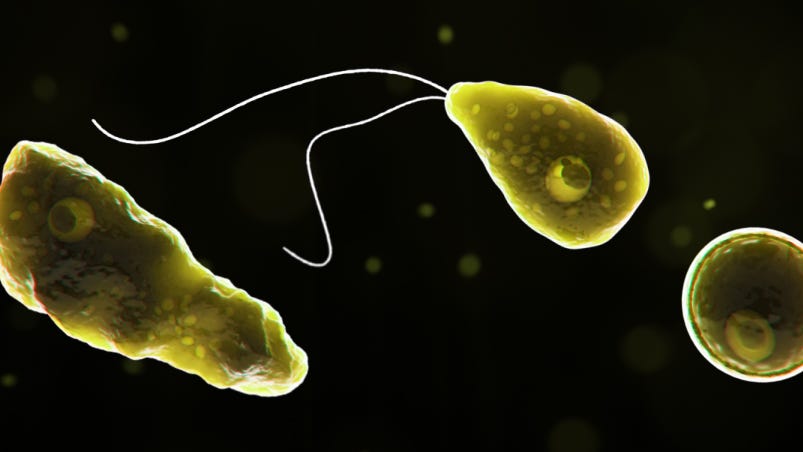 Person infected by 'brain-eating' amoeba in Hillsborough County in Florida - Naples Daily News