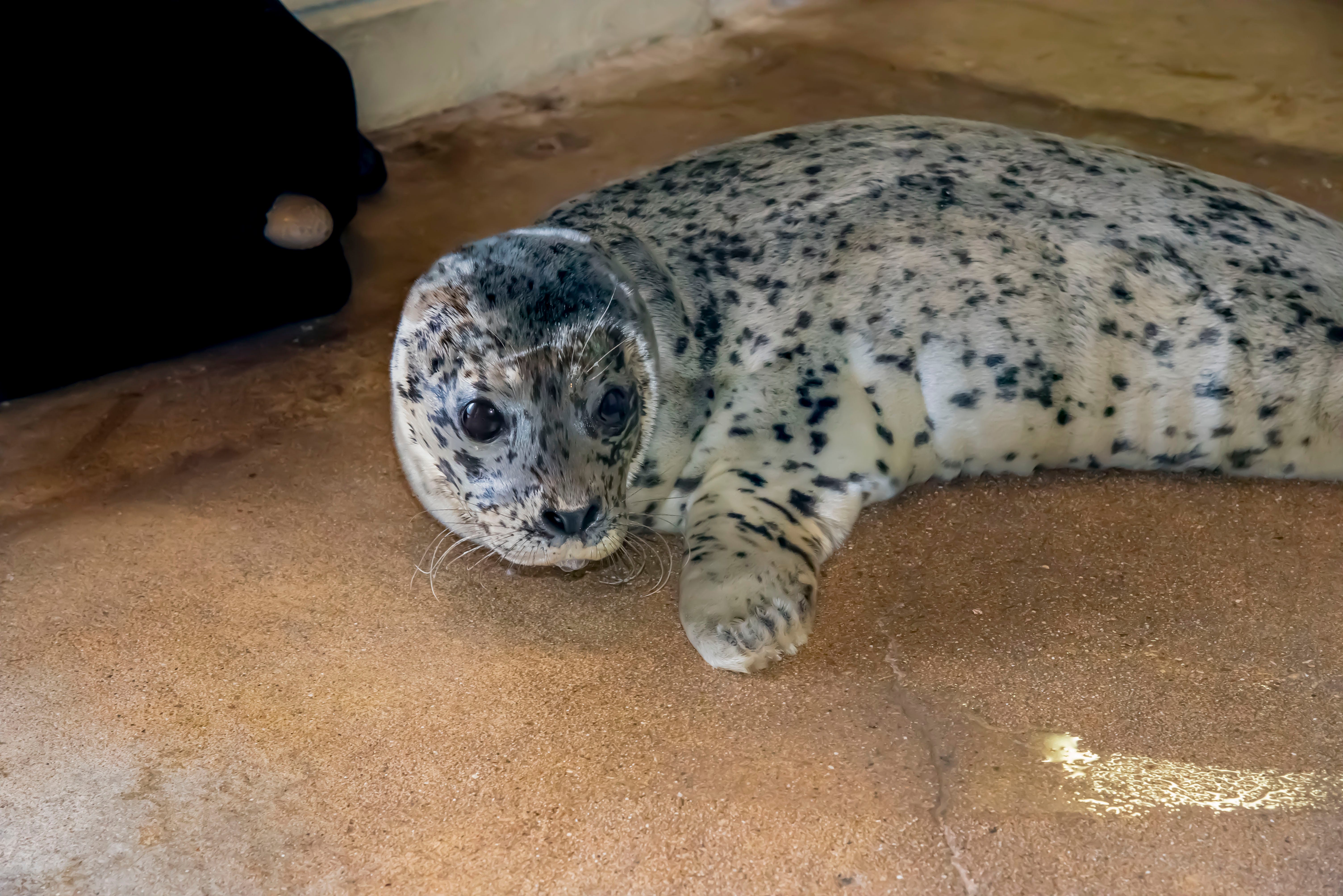 Get Harbor Seal Pup With Mom PNG
