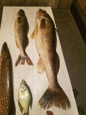 A walleye that measured 31.75 inches in length and reportedly weighed 16.87 pounds is shown on a board next to a smaller walleye, a northern pike and a crappie. The fish were caught by Eric Van Dyn Hoven of Kaukauna on Lac Vieux Desert near Phelps, Wis.