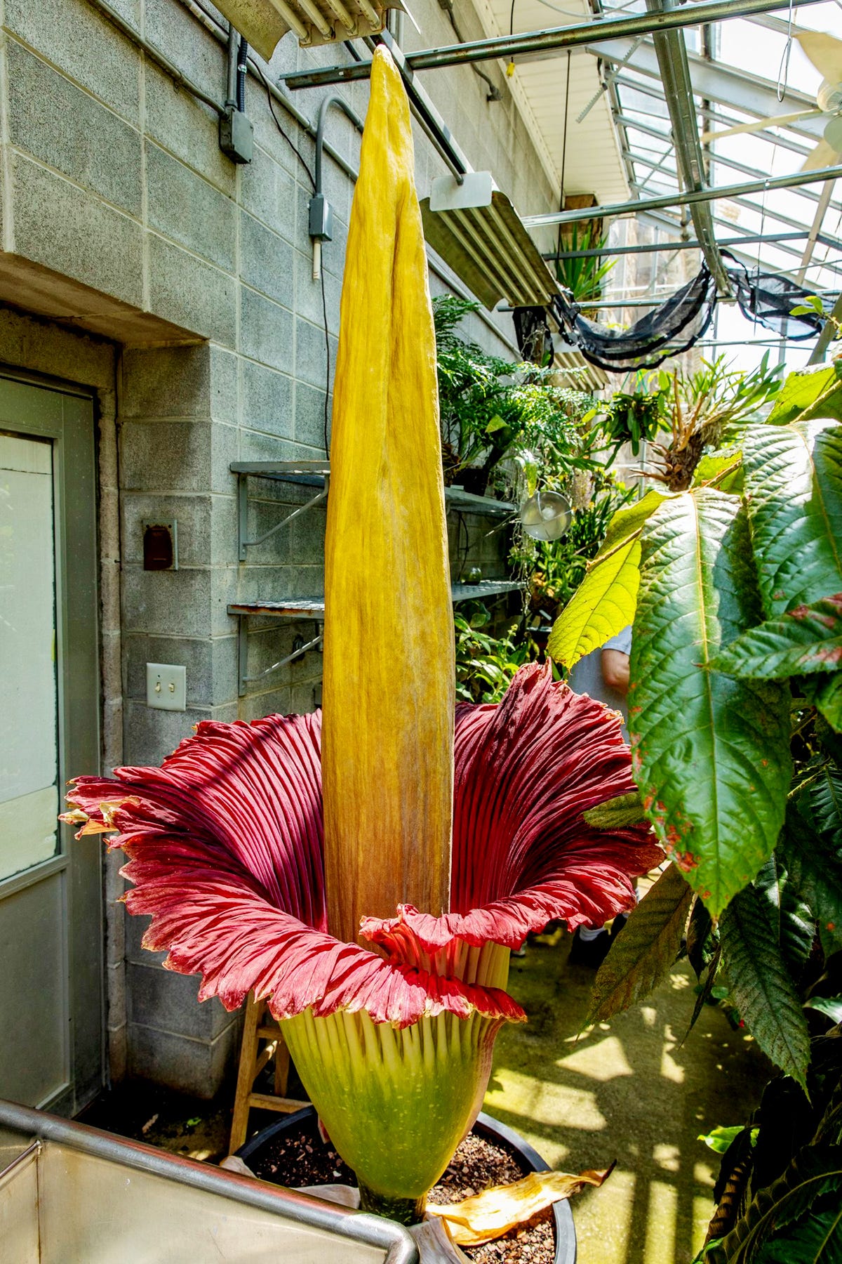 Corpse Flower Blooms For The First Time At Tennessee S Sewanee University