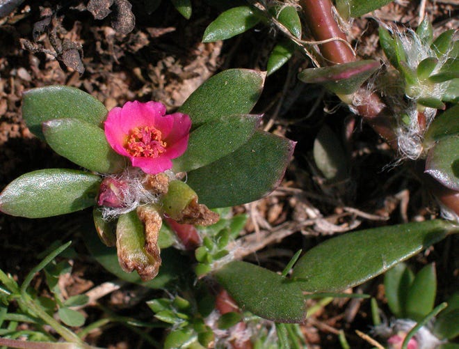 Pink purslane has several related cultivated varieties, but the cultivars always have bigger flowers. And more of them.